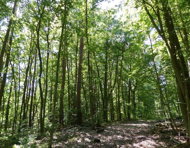 Blick vom Weg zum Grundstück - Vertragsfreier Kiefernwald innerhalb eines ausgedehnten Waldgebietes