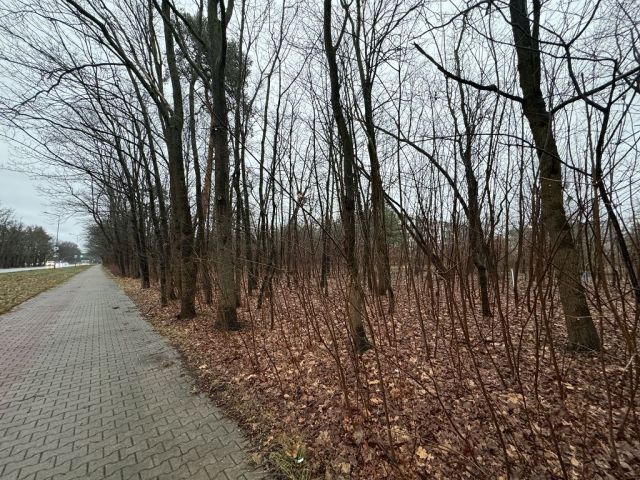 Blick auf Verkaufsfläche und Umgebung - Teil eines mit Bäumen und Sträuchern bewachsenen Grünzuges an der B97 in Hoyerswerda
