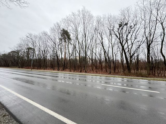 Blick auf Verkaufsfläche und Umgebung - Teil eines mit Bäumen und Sträuchern bewachsenen Grünzuges an der B97 in Hoyerswerda