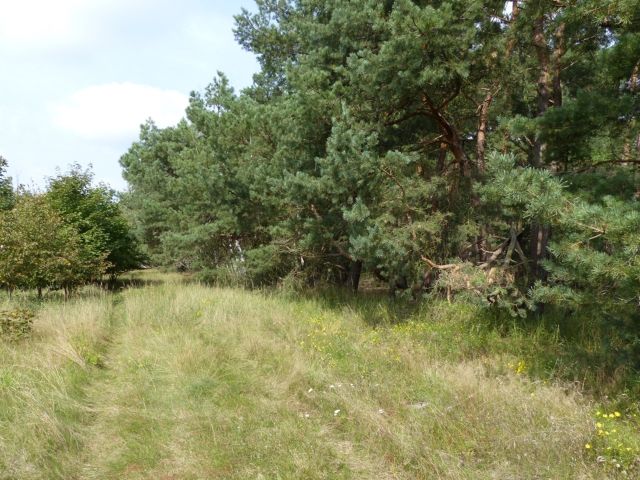 Blick auf den Verkaufsgegenstand mit Umgebung - Vertragsfreier Wald an der BAB 2 nahe Brandenburg an der Havel