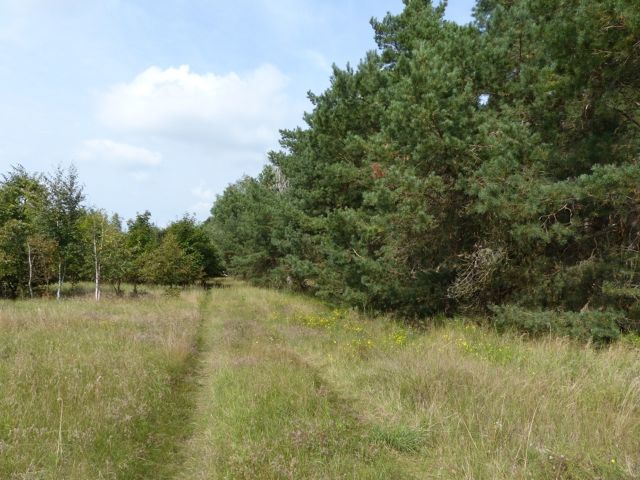 Blick auf den Verkaufsgegenstand mit Umgebung - Vertragsfreier Wald an der BAB 2 nahe Brandenburg an der Havel