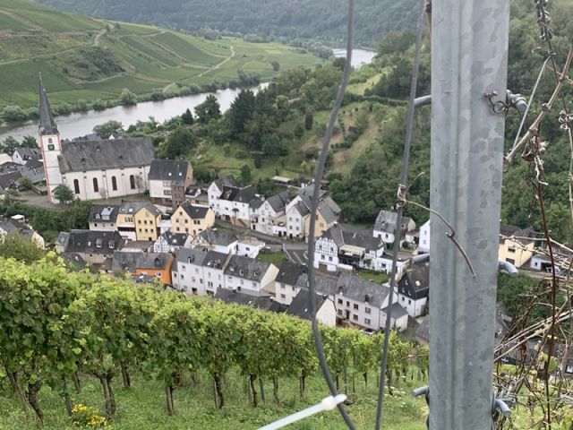 Blick von den Weinbergen auf Briedel und Umgebung - Vertragsfreier Weinberg mit der Rebsorte Riesling **im alten Weinort an der Mittelmosel**