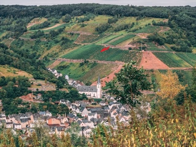 Blick über Briedel und Lage der Verkaufsfläche - Vertragsfreier Weinberg mit der Rebsorte Riesling **im alten Weinort an der Mittelmosel**