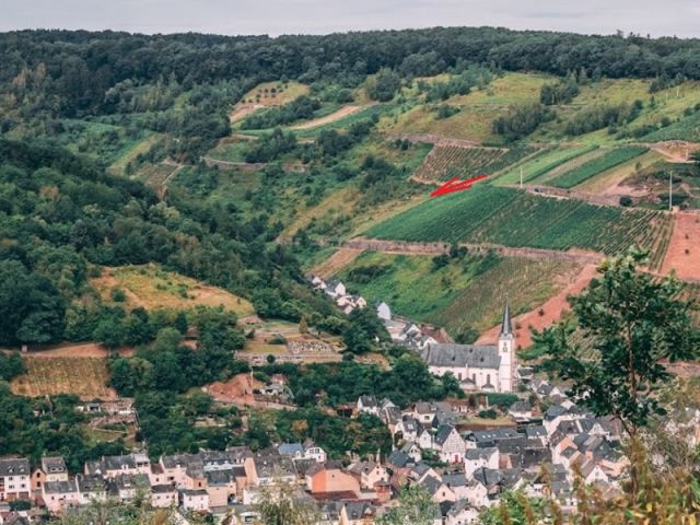 Blick über Briedel und Lage der Verkaufsfläche - Vertragsfreier Weinberg mit der Rebsorte Riesling **im alten Weinort an der Mittelmosel**