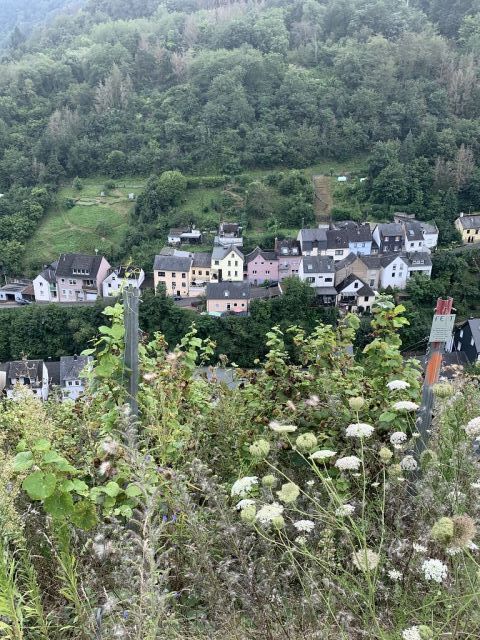 Blick von den Weinbergen auf Briedel und Umgebung - Vertragsfreier Weinberg mit der Rebsorte Riesling **im alten Weinort an der Mittelmosel**