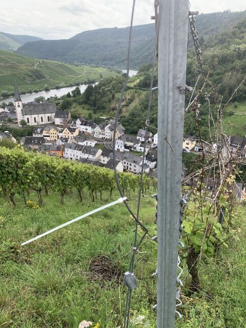 Blick von den Weinbergen auf Briedel und Umgebung - Vertragsfreier Weinberg mit der Rebsorte Riesling **im alten Weinort an der Mittelmosel**