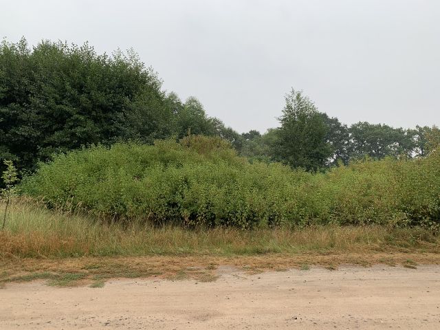 Verkaufsfläche und Umgebung - Vertragsfreie Waldfläche nahe dem Baggersee & dem Schloss Gusow