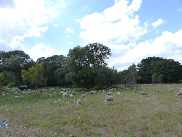 Blick auf Verkaufsfläche und Umgebung - Als Weideland verpachtete Grünfläche partiell mit Gehölzbewuchs östlich von Berlin