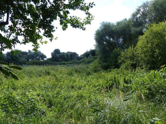 Blick über die Verkaufsfläche und auf die Umgebung von Nord nach Süd - Teilweise bestocktes Grünland am ´Waschbanksee´ in Müncheberg östlich von Berlin