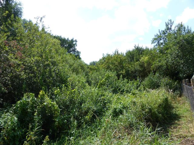 Blick auf nördliche Grundstücksgrenze zum Nachbarflurstück 315 - Teilweise bestocktes Grünland am ´Waschbanksee´ in Müncheberg östlich von Berlin