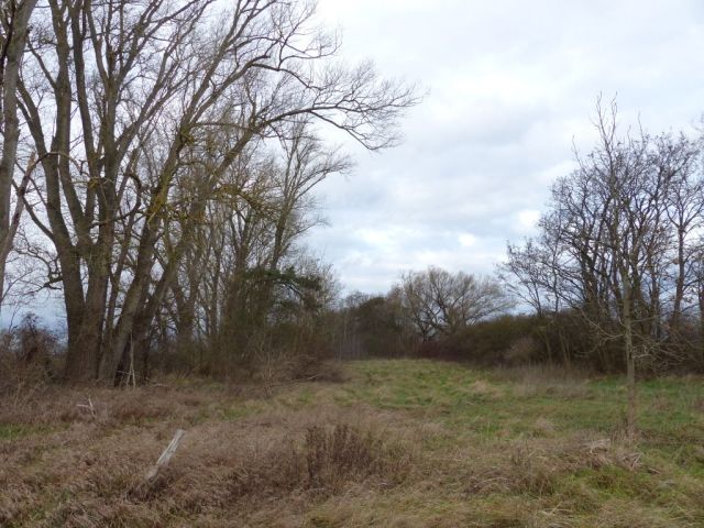 Blick auf Verkaufsfläche und Umgebung - Vertragsfreies mit Wildwuchs bewachsenes Grundstück mit über 1,4 ha südlich von Berlin