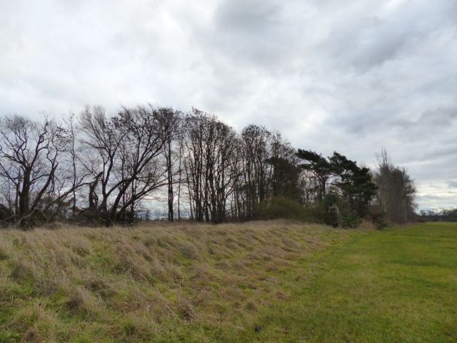 Blick auf Verkaufsfläche und Umgebung - Vertragsfreies mit Wildwuchs bewachsenes Grundstück mit über 1,4 ha südlich von Berlin