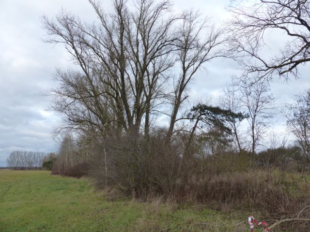 Blick auf Verkaufsfläche und Umgebung - Vertragsfreies mit Wildwuchs bewachsenes Grundstück mit über 1,4 ha südlich von Berlin