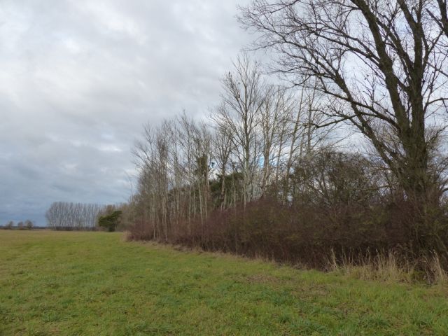 Blick auf Verkaufsfläche und Umgebung - Vertragsfreies mit Wildwuchs bewachsenes Grundstück mit über 1,4 ha südlich von Berlin