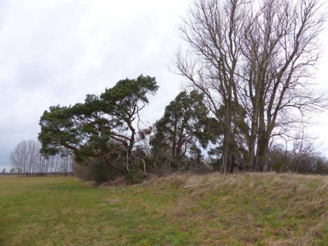 Blick auf Verkaufsfläche und Umgebung - Vertragsfreies mit Wildwuchs bewachsenes Grundstück mit über 1,4 ha südlich von Berlin