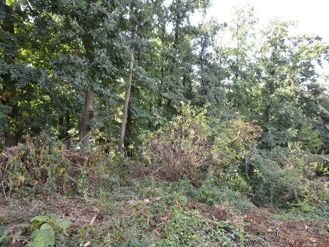 Blick auf Verkaufsfläche - Aufnahme aus 2018 - Baugrundstück in starker Hanglage ca. 35 km von der Kasseler Innenstadt und ca. 28 km vom VW-Werk entfernt
