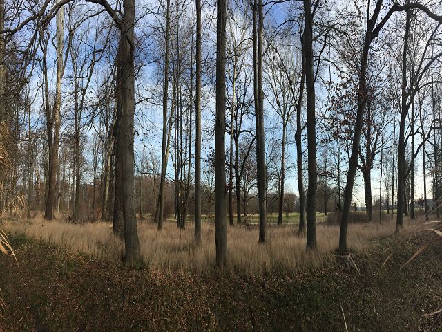 Blick auf östlich liegenden Schlosspark - Aufnahme aus 2020 - Verpachtete Kleingartenfläche in Neuhardenberg zwischen Wohnbebauung und Schlosspark