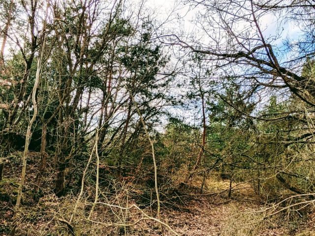 Blick auf Verkaufsfläche und Umgebung - Waldfläche in der Vordereifel ca. 30 km westlich von Koblenz am Vulkanpfad und an der Flanke des Bellerbergvulkans