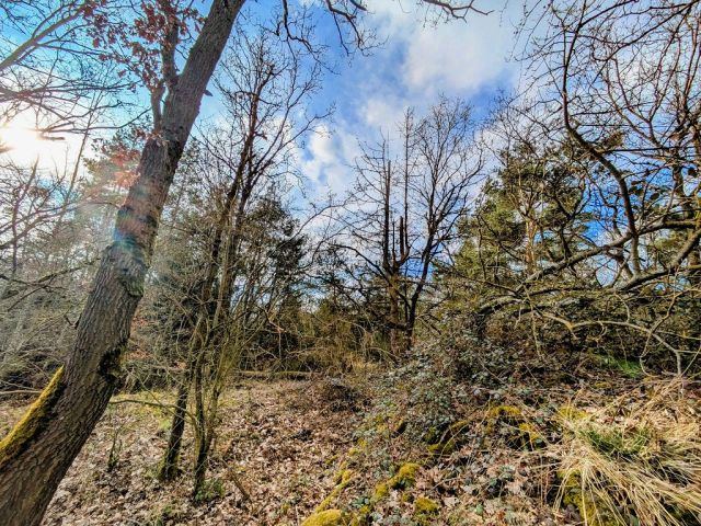 Blick auf Verkaufsfläche und Umgebung - Waldfläche in der Vordereifel ca. 30 km westlich von Koblenz am Vulkanpfad und an der Flanke des Bellerbergvulkans