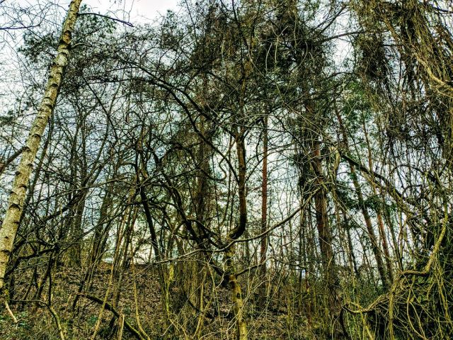 Blick auf Verkaufsfläche und Umgebung - Waldfläche in der Vordereifel ca. 30 km westlich von Koblenz am Vulkanpfad und an der Flanke des Bellerbergvulkans
