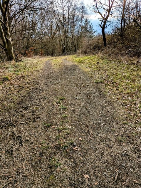 Blick auf den Weg und die Umgebung vor der Verkaufsflächek - Waldfläche in der Vordereifel ca. 30 km westlich von Koblenz am Vulkanpfad und an der Flanke des Bellerbergvulkans