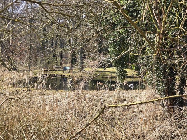 Blick über den Teich Richtung Flurstück 810 und auf die Umgebung von Osten - Zwei Freiflächen mit vertragsloser Nutzung im nördlichen Berliner Speckgürtel