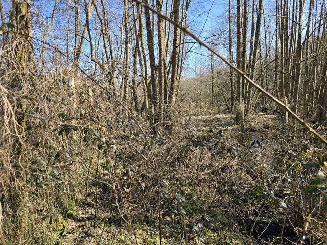 Blick auf Flurstück 810 und Umgebung von Westen - Zwei Freiflächen mit vertragsloser Nutzung im nördlichen Berliner Speckgürtel