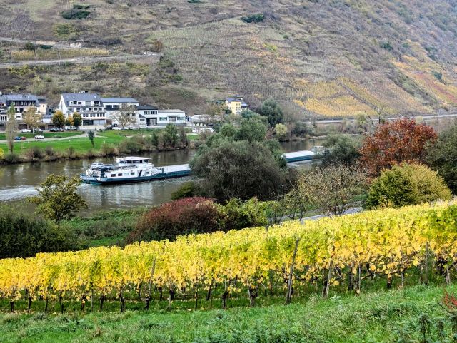 Blick auf die Umgebung und den gegenüberliegenden Ort Valwig - Bewaldete Fläche am ´Fahlsbach´ im Wein- und Ferienort Ernst an der Mosel