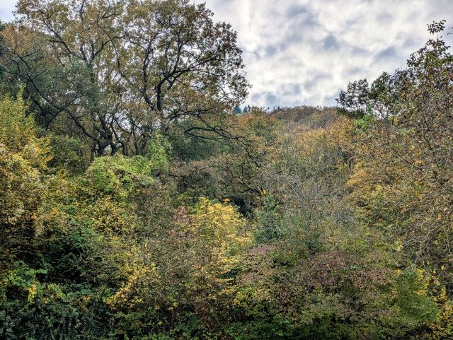 Blick Richtung Verkaufsfläche und auf die Umgebung - Bewaldete Fläche am ´Fahlsbach´ im Wein- und Ferienort Ernst an der Mosel