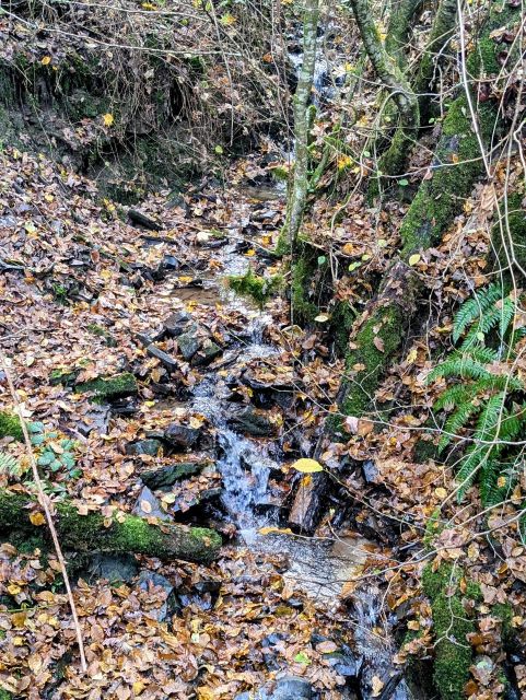 Bachlauf an der Grundstücksgrenze - Bewaldete Hangfläche oberhalb von Cochem mit Blick auf die Mosel**vertragsfrei**