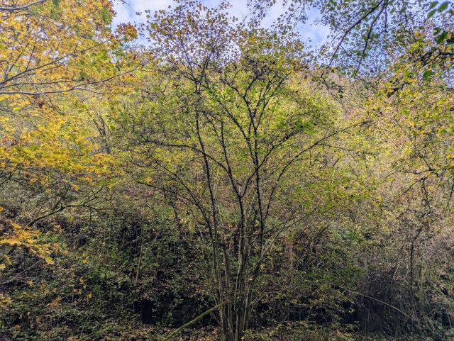 Blick auf den Verkaufsgegenstand - Bewaldete Hangfläche oberhalb von Cochem mit Blick auf die Mosel**vertragsfrei**