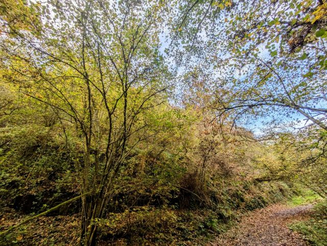 Blick auf den Verkaufsgegenstand - Bewaldete Hangfläche oberhalb von Cochem mit Blick auf die Mosel**vertragsfrei**