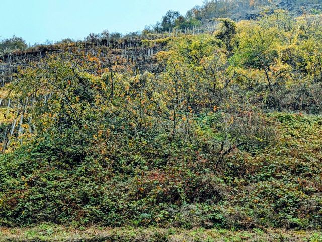 Blick auf die Verkaufsfläche und die Umgebung - Brachliegender, ehemaliger Weinberg in der Weinbaulage ´Niederfeller Kahlley´ neben Weinbergen oberhalb der Mosel