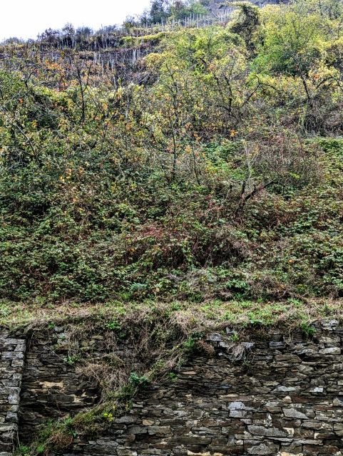 Blick auf die Verkaufsfläche und die Umgebung - Brachliegender, ehemaliger Weinberg in der Weinbaulage ´Niederfeller Kahlley´ neben Weinbergen oberhalb der Mosel
