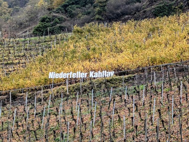 Blick in die Umgebung - Brachliegender, ehemaliger Weinberg in der Weinbaulage ´Niederfeller Kahlley´ neben Weinbergen oberhalb der Mosel