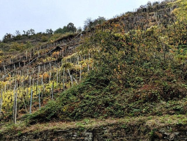 Blick auf die Verkaufsfläche und die Umgebung - Brachliegender, ehemaliger Weinberg in der Weinbaulage ´Niederfeller Kahlley´ neben Weinbergen oberhalb der Mosel