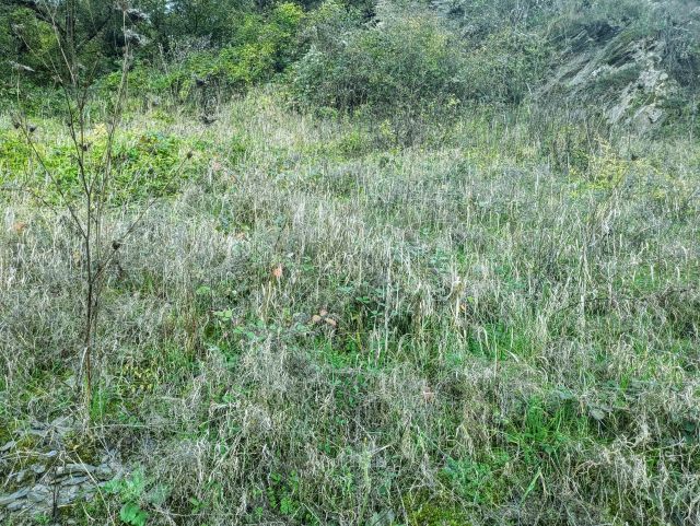 Verkaufsgegenstand - Weinbergbrachen in der Weinlage Pinnerkreuzberg oberhalb eines Campingplatzes **vertragsfrei**