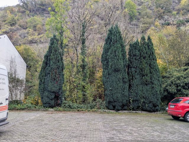 Lage der Flurstücke 162 und 164 - Weinbergsbrachen hinter Wohnbebauung nahe der Cochemer Sesselbahn **vertragsfrei**