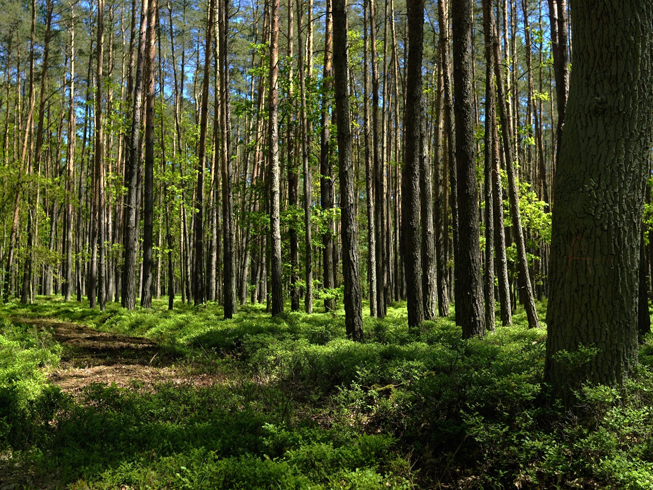 Grundstück kaufen in Fürstenberg/Havel OT Altthymen Vertragsfreie