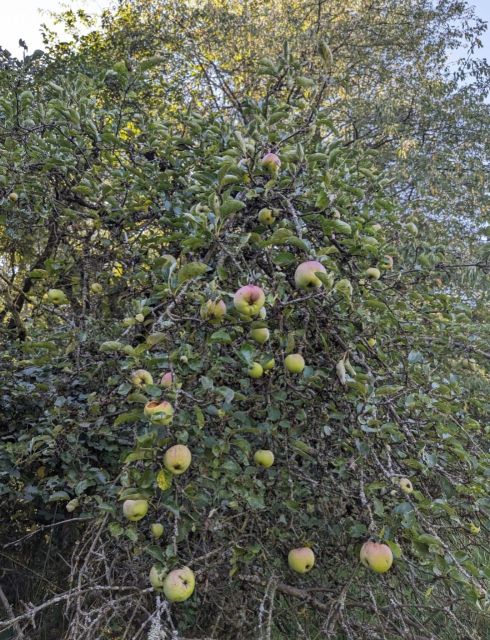 Blick auf Verkaufsgegenstand - Vertragsfreies Grundstück mit Gehölzbewuchs im Donnersbergkreis