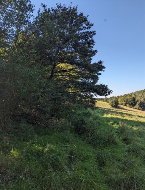 Blick auf Verkaufsfläche und Umgebung - Vertragsfreies Grundstück mit Gehölzbewuchs im Donnersbergkreis