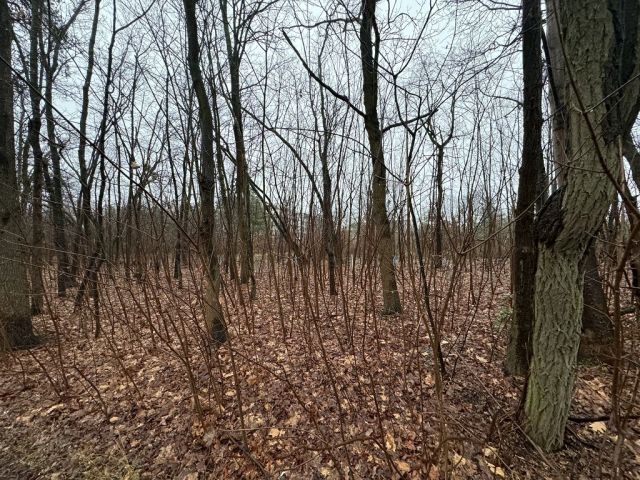 Blick auf Verkaufsfläche und Umgebung - Teil eines mit Bäumen und Sträuchern bewachsenen Grünzuges an der B97 in Hoyerswerda