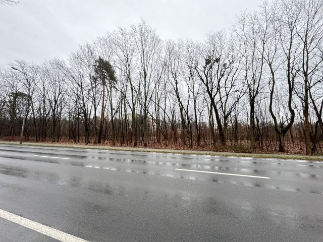Blick auf Verkaufsfläche und Umgebung - Teil eines mit Bäumen und Sträuchern bewachsenen Grünzuges an der B97 in Hoyerswerda