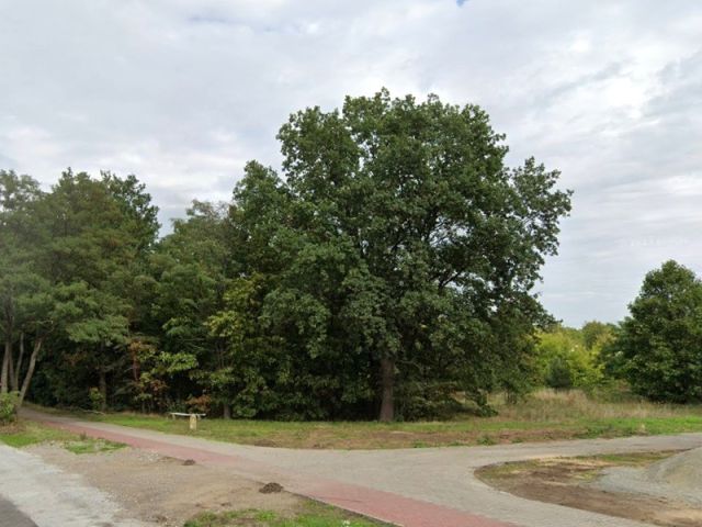 Blick auf Verkaufsfläche und Umgebung - Teil eines mit Bäumen und Sträuchern bewachsenen Grünzuges an der B97 in Hoyerswerda