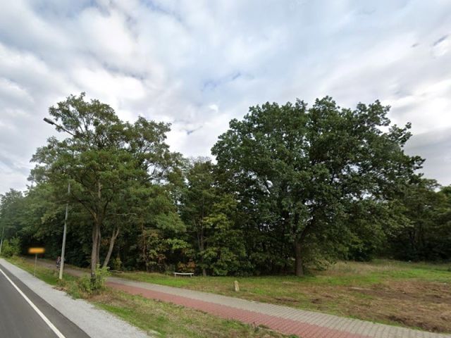 Blick auf Verkaufsfläche und Umgebung - Teil eines mit Bäumen und Sträuchern bewachsenen Grünzuges an der B97 in Hoyerswerda