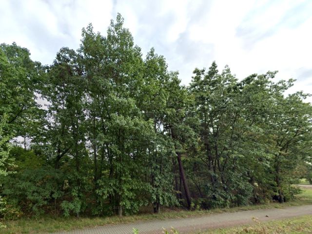 Blick auf Verkaufsfläche und Umgebung - Teil eines mit Bäumen und Sträuchern bewachsenen Grünzuges an der B97 in Hoyerswerda