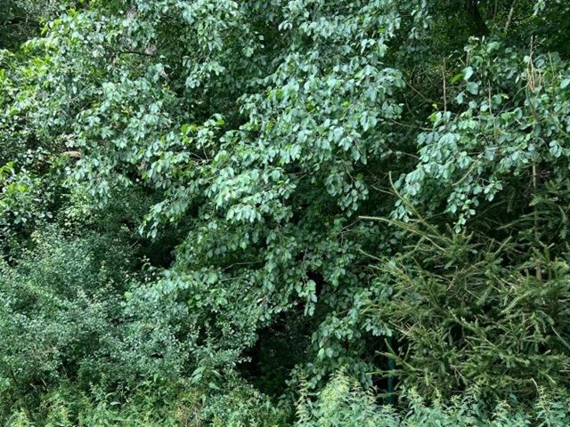 Blick auf Verkaufsfläche - Kleine Waldfläche in der Oberpfalz in Bayern