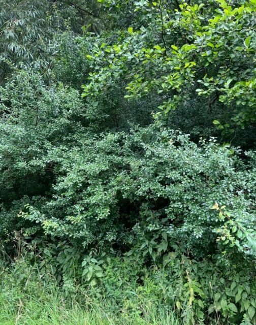 Blick auf Verkaufsfläche - Kleine Waldfläche in der Oberpfalz in Bayern