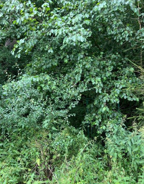 Blick auf Verkaufsfläche - Kleine Waldfläche in der Oberpfalz in Bayern