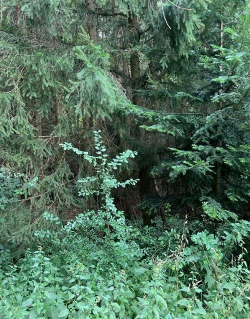 Blick auf Verkaufsfläche - Kleine Waldfläche in der Oberpfalz in Bayern